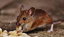 termite-baiting-systems Experts in Richland